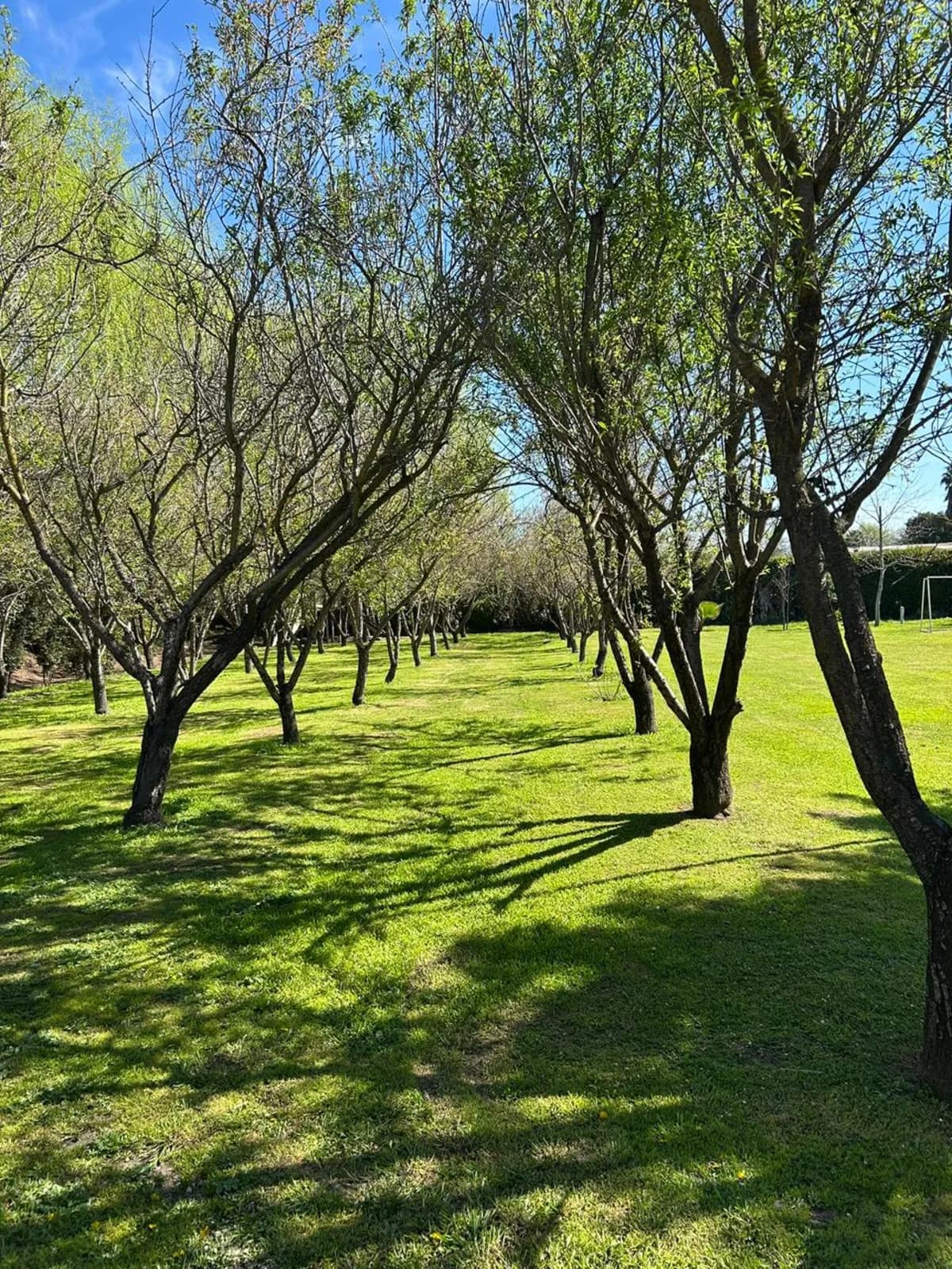 Zona de árboles y descanso